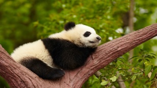 la-siesta-beneficia-nuestra-salud