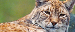 WWF Patenschaft