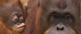 WWF Patenschaft