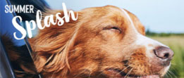 banner