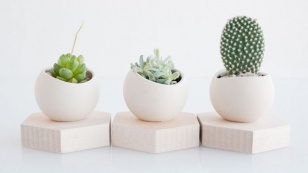 woontrend-cactussen