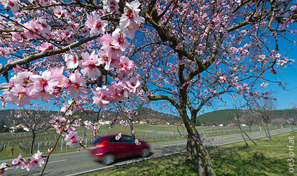 Auto im Sommer